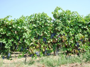 04set10ub Vigneti