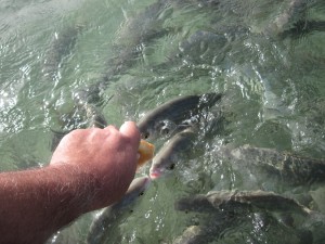 IMG_0729