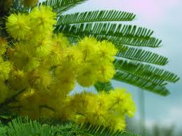 mIMOSE